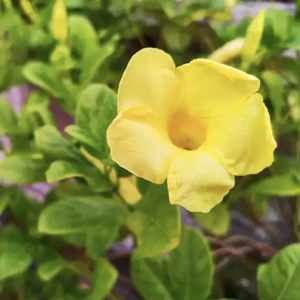 ALLAMANDA CREEPER